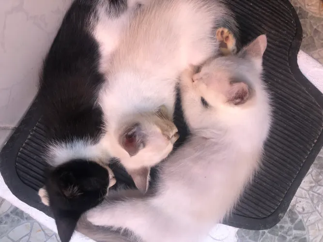 Gatinhos para doação 