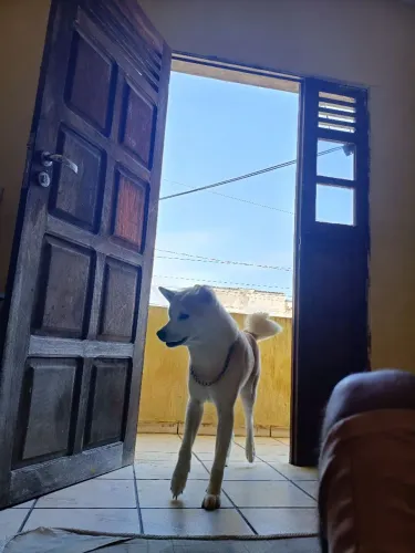 Akita disponível pra tirar raça