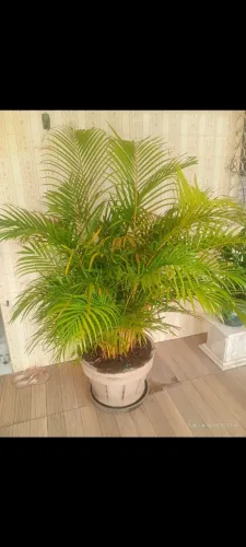 Palmeira ? de 1,60m 