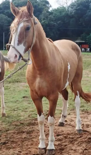 Potra oveira linda em ponto de doma
