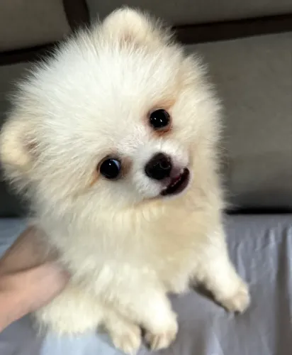 Sptiz Lulu da pomerânia mini