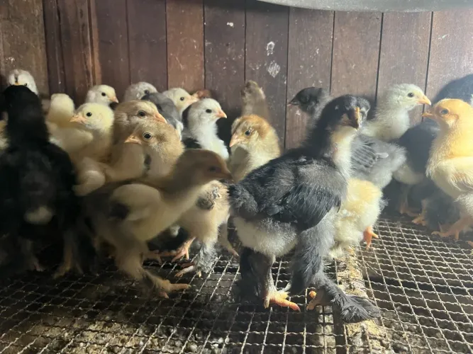 Pintinhos de galinhas Brahma