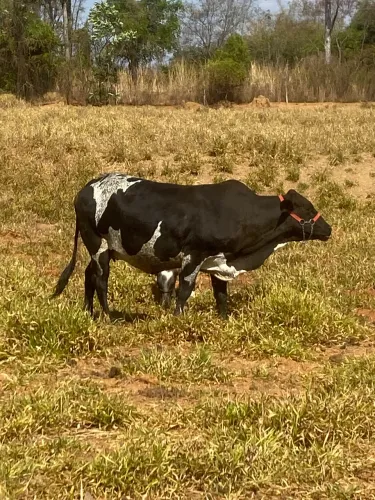 Vaca Girolanda prenhe 