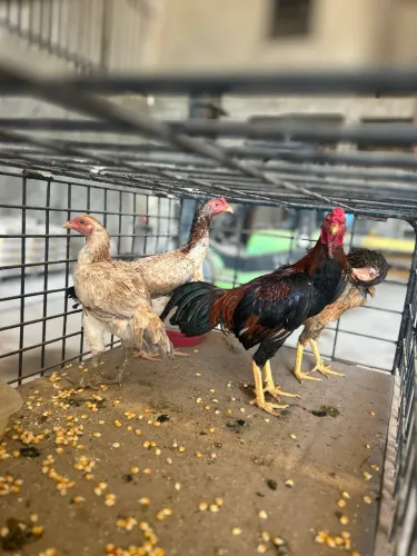1 galo, 3 galinhas raça SHAMO