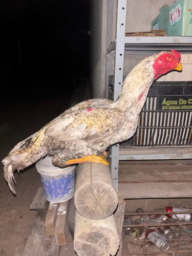 Galo índio carijó