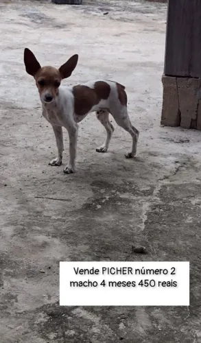 Cachorro PICHER macho número 2 ,(4 meses)