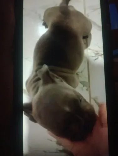 Venda de casal de american Bully macho bluy faw fêmea triblack