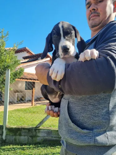 Dogue Alemão- Femea Porte Gigante