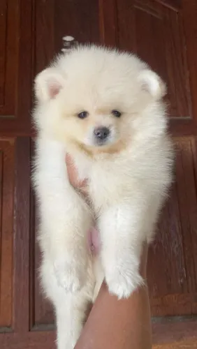 Lulu da Pomerânia