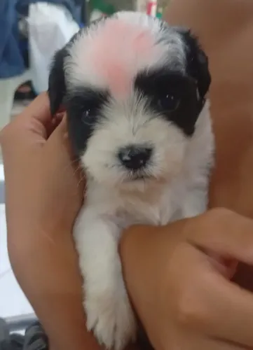 Vendo filhotes de shih Tzu.