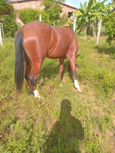 Vendo égua mestiça de quarto de milha
