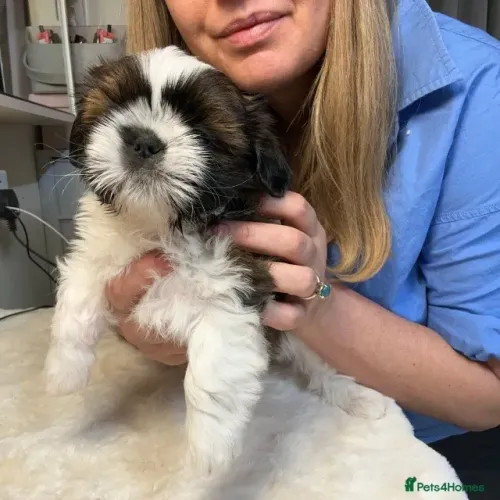 Baby shih tzu/shitzu com contrato e garantia de saúde profissional dócil