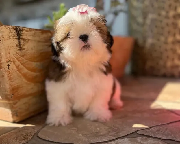 Shitzu fêmea Mini 