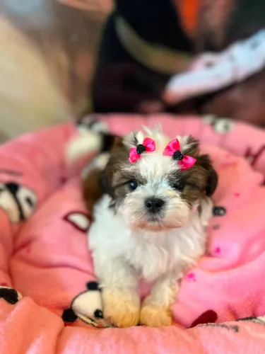 Shih tzus