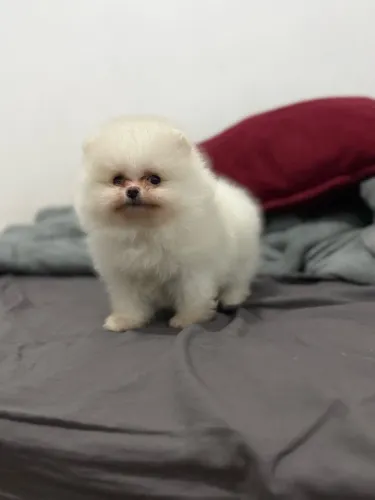 Lulu da Pomerânia Macho
