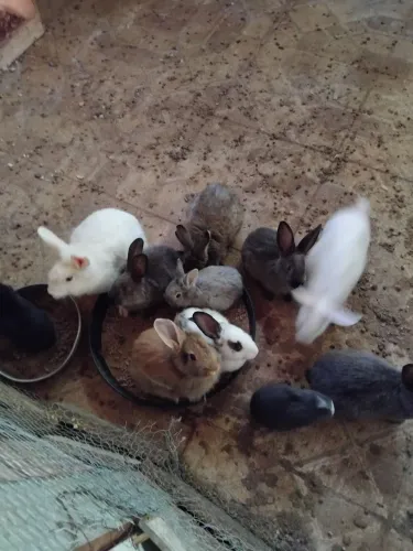 Vende se coelhinhos tudo por 300