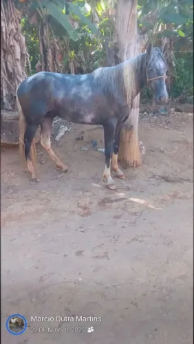 Vende se  um cavalo pampo de turdilio chipado documento provisório mais detalhes no zap