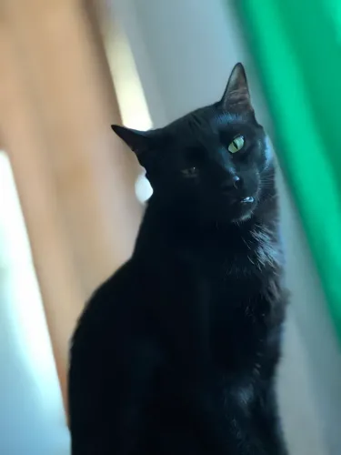 Doação de gato