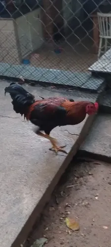 Galo novo