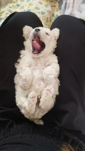 Poodle filhote Macho