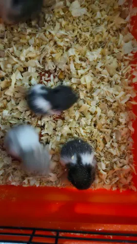 Hamister sírio pra venda..
