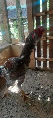 Frango Calcutá
