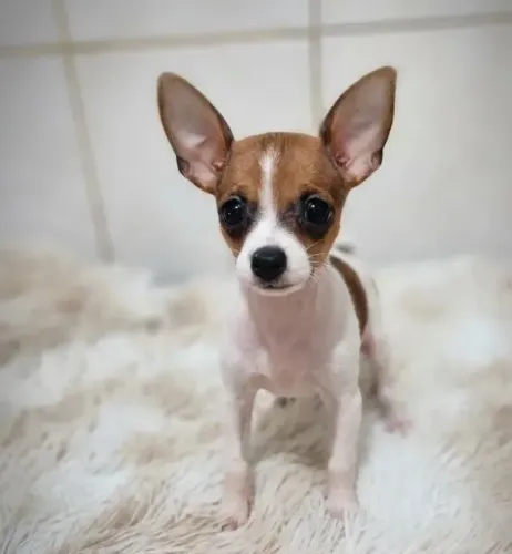 Pinscher Tamanho 0 -filhote com garantia de saúde e genética 