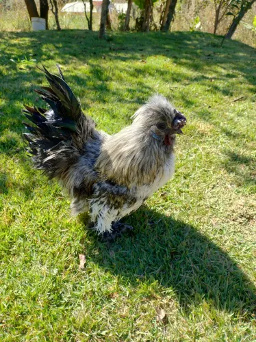 Galo de Sedosa