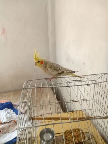Gaiola