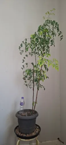 Bambu celestial / Nandina doméstica