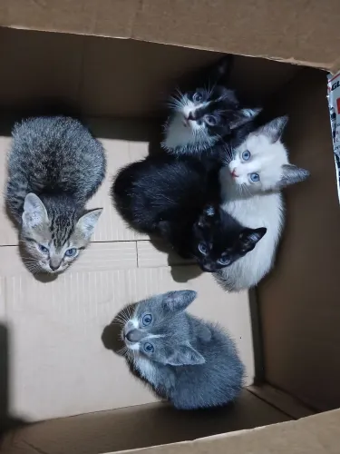 Estou doando esses gatinhos,  doação responsável pra quem queira da amor e cuidados... 