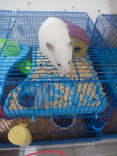 Hamster sírio