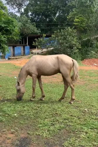 Cavalo Mangalarga