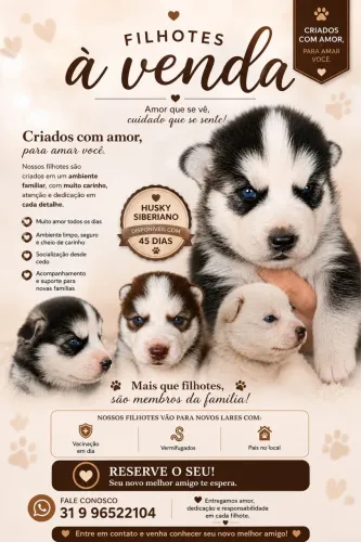 Husky Siberiano 