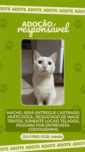 Adoção responsável gato