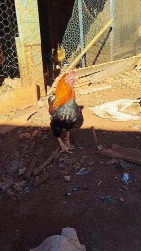 Vende-se Galo velho para Galopé