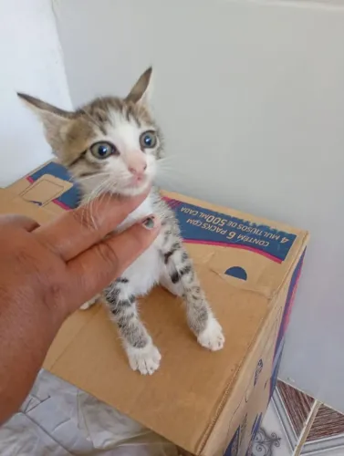 Gatos Adoção.