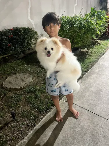 Cachorro Spitz Lulu da pomerania