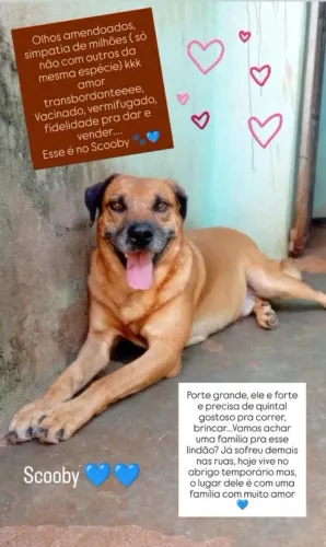 ADOÇÃO RESPONSÁVEL - CARAMELO SCOOBY