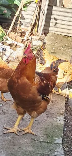 Vendo Galo