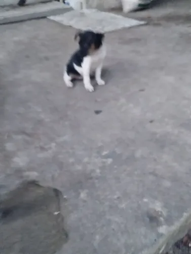Filhotes fêmea de Fox Paulistinha/Terrier brasileiro