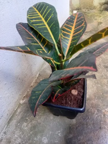 Plantas