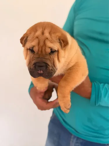 Filhotes de sharpei 
