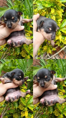 Vendo cachorrinho PINSCHER 0 com 1