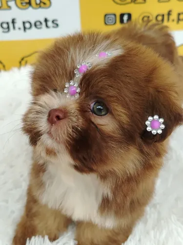 Shih Tzu chocolate com olhos verdes shihtzu