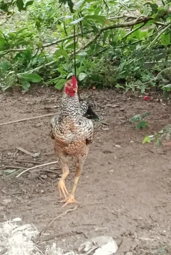 Galinhas e Frangos. Aves saudáveis, se alimentam de milho, sobras de alimentos domésticos.