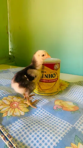 Pintinhos GSB disponíveis