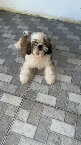 Shih tzu macho 
