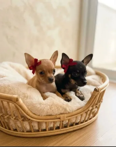 Lindos filhotes de pinscher fêmea e macho disponível já com a primeira dose da vacina