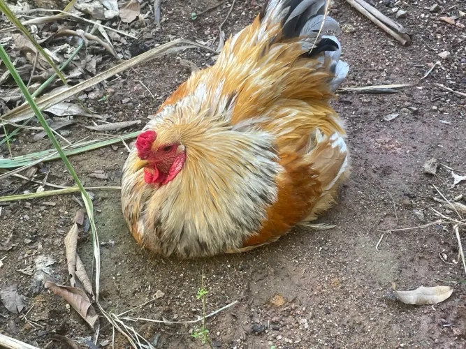 Galinha Brahma